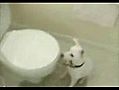 Chien Vs toilettes