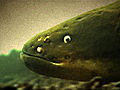 River Monsters: How to Catch an Electric Eel