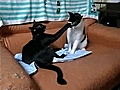 CATS FIGHT