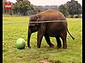 Baby Elephant Squashes Ball