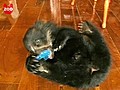 Bear Cub Falls Off Furniture