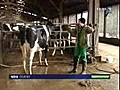 La vache Bretagne au salon de l’agriculture