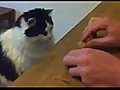 Clever Cat Plays Guessing Game