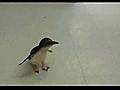 Cute Penguin Tickled