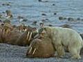 Wary walruses