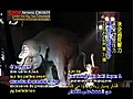 Stop Animal Cruelty Under the Big Top:Inhumane Treatment of Circus Animals