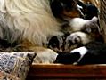 PUPPIES ALLEMAAL IN EEN HOEKJE