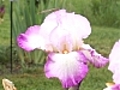Les caractéristiques des iris