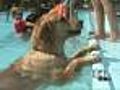 Berkley Park Swimming Pool Goes To The Dogs