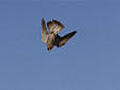 Peregrine hunt