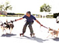 Rollerblading with Huskies