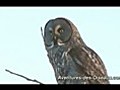 Adventures Of The Very Rare Great Gray Owl