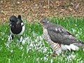 Sparrowhawk & magpie