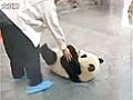 un panda intelligent tente de s’echapper