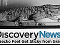 News: Gecko Feet Sticky from Gravity