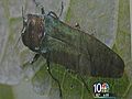 Asian Beetle Migrates to Pa.