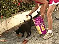 Group takes time to feed homeless cats in Hollywood