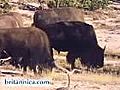 The Wilderness of Yellowstone National Park