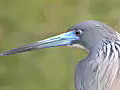 Royalty Free Stock Video HD Footage Close Up of a Large Great Blue Heron Feeding Near the Water’s Edge in the Everglades in Florida