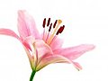 Time-lapse Of Opening Pink Lily 8b Isolated On White Stock Footage