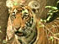 Tigers settle down in Sariska home