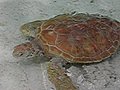 sea turtle swimming