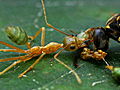 Monster Bug Wars Clips: Green Ants vs. Paper Wasps