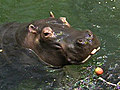 Freie Sicht auf Hippos