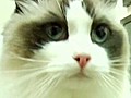 PetNet TV - Are cats misunderstood?