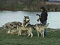 How to Photograph Wolves at Wolf Park