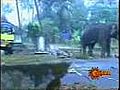 Avenging Elephant