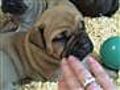 Dext-Orr Bullmastiffs: Izzy&#039;s Babies at 4 wks old!