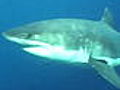 Shark Week: Chum Cannon