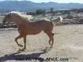 Palomino Azteca For Sale