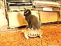 Kitty Rides A Tortoise