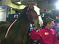 Budweiser horse walks the NYSE floor