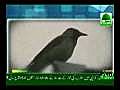 Lion,  Crow, Cow & Parrot All doing Zikr of Allah