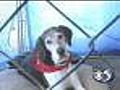Furry Friends Find Homes