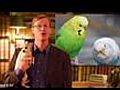 Kurt Braunohler’s World Wild of Animals: Parakeets