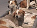 Srinagar municipal body to kill 2 lakh stray dogs