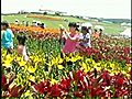 태안 백합 꽃 축제