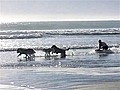 Husky Beach Pull