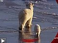 Ice-Skating-Polar-Bears