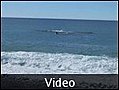 09 movie of whales from the beach - Kaikoura, New Zealand
