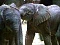 Baby elephants thrill German zoo