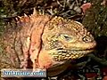 The Land Iguana of the Galapagos Islands