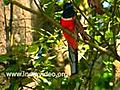 Malabar Trogon Bird