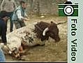 hernia por cornada en toro semental mil