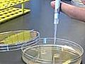 UCSF scientists working to &#039;program&#039; e-coli