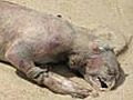 Montauk Monster - Myth of Monster?